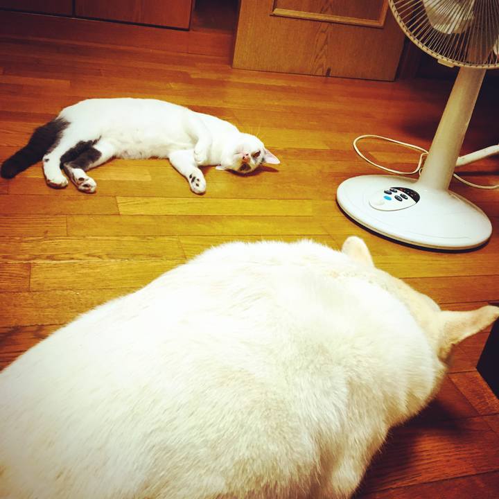 099130de 20df 4ccb bccb 35d2769d6687