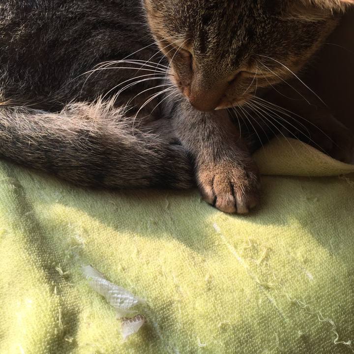 099cd40d 616f 47c4 b3f5 ae3570a02696