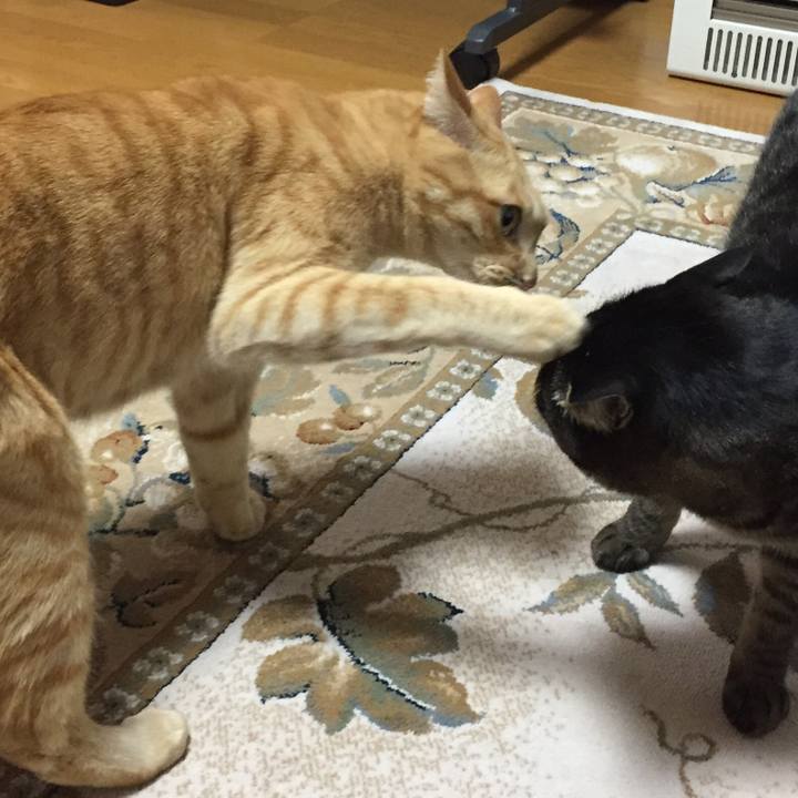 09a25d9f c3c6 4fbc 8472 b9beb9c73b56