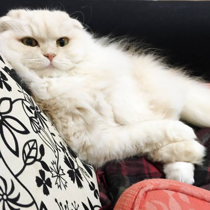 09c737e4 0191 4229 bed9 de1d07279460