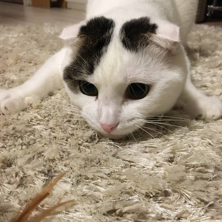 09cfee7b 83a8 4104 8c81 c9777c97da30