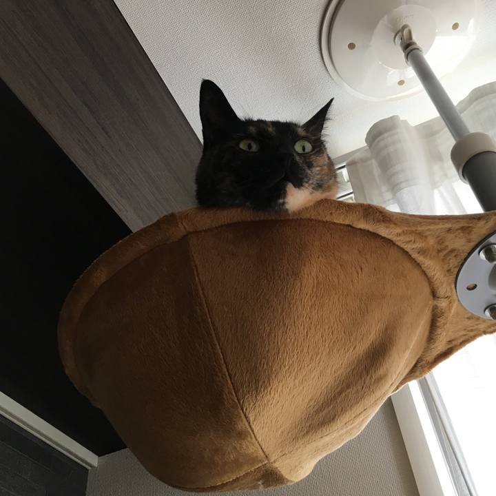 0a05681e 75a9 47e7 bc55 1b227d04786f