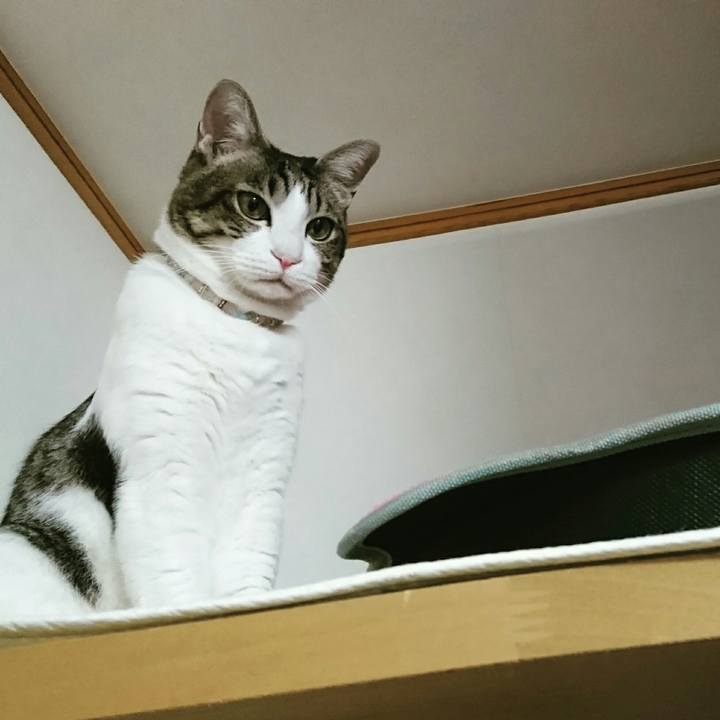 0a16529a 8c0d 49c8 a015 066458198371