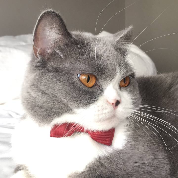 0a22601d a2c4 4332 b59c a733135a7b91