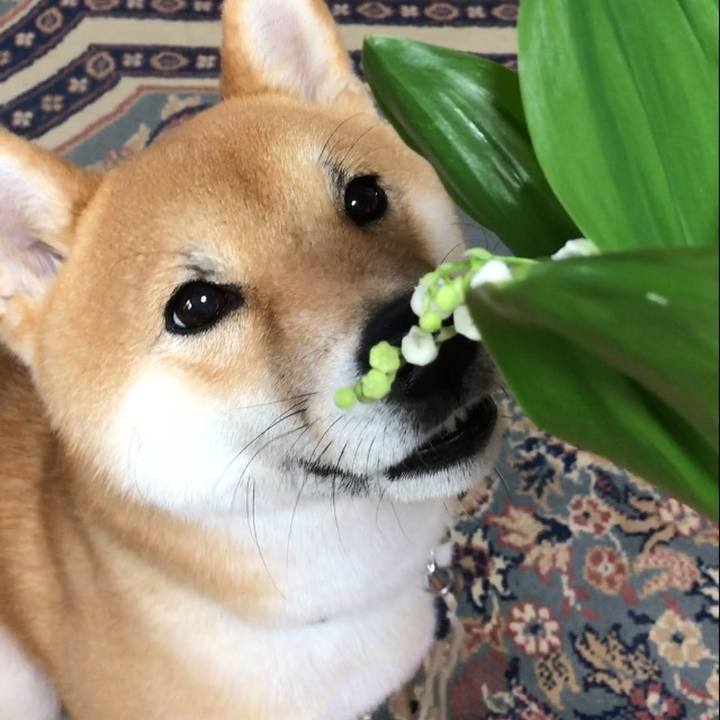 0a30f2ba dcee 475a bc1e ca717010f52a