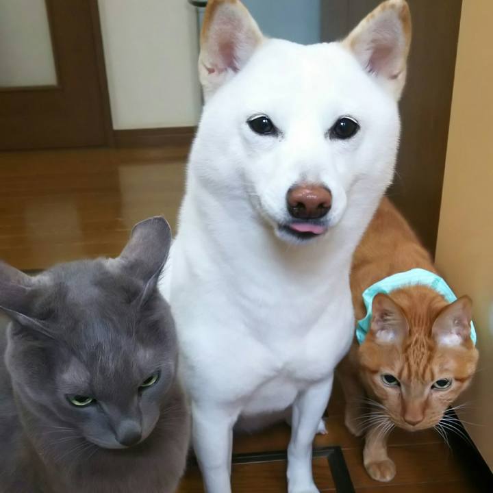 0a3f72cc 1e0d 40ca 9df7 a9644a80413c