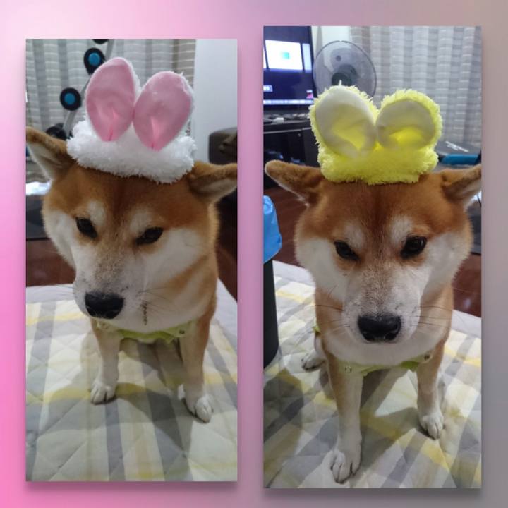 0a435401 49fd 4086 a753 a37d8302bae1