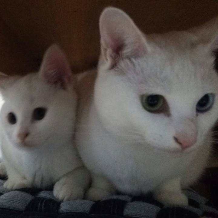 0a4ac92f 638a 429b a4cb 6bacbda14f75