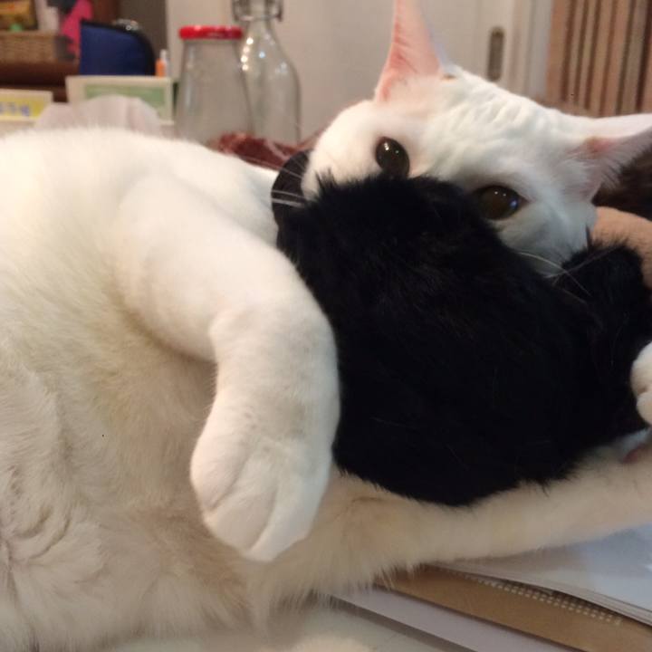 0a4c722e 98b3 480f 9d57 6b132c5c0e6d