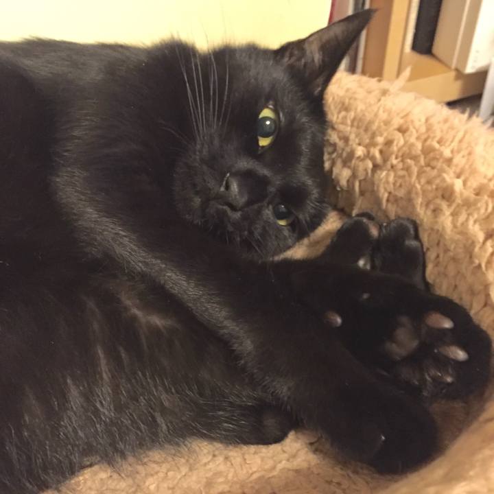 0a4ddf8f 9014 400c 83c1 3bb2740f361d