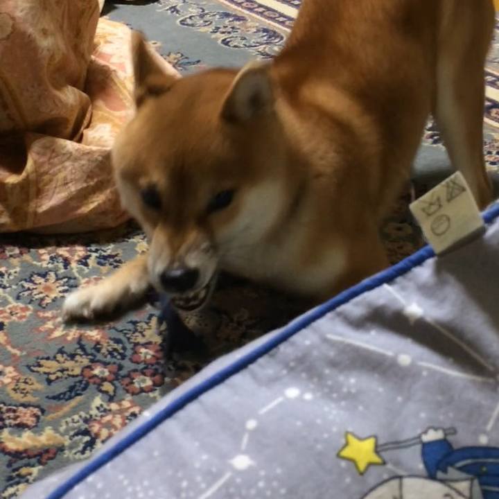 0a4f6c0b 69bb 48ca 9bff 1821edcfbb37