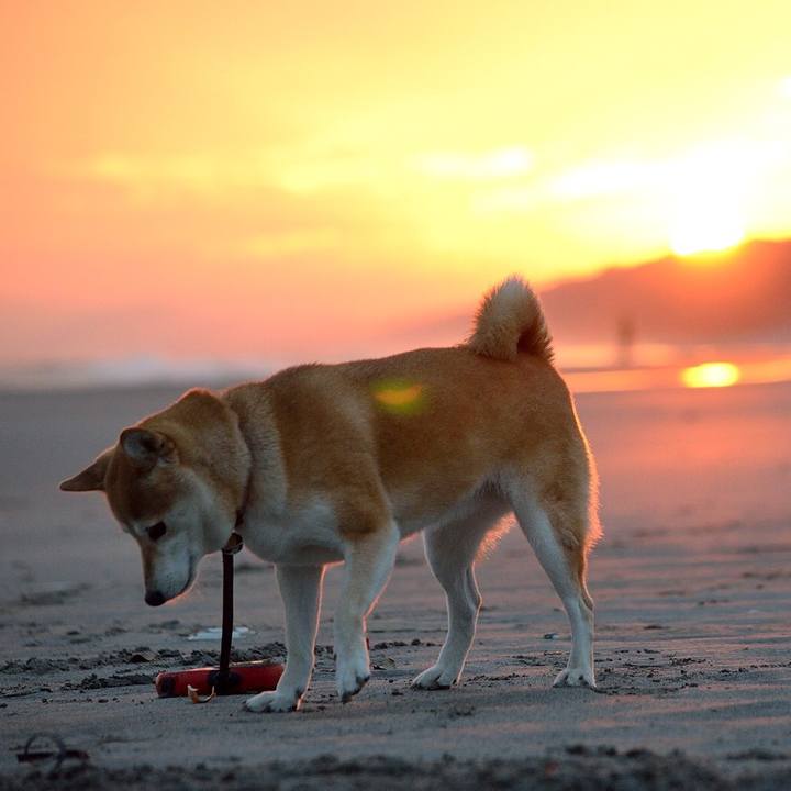 0a504a66 602d 4c60 bed2 18ffe6c16274