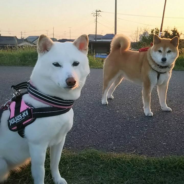 0a5508fc f407 4a1e ad53 9a35434f75f7