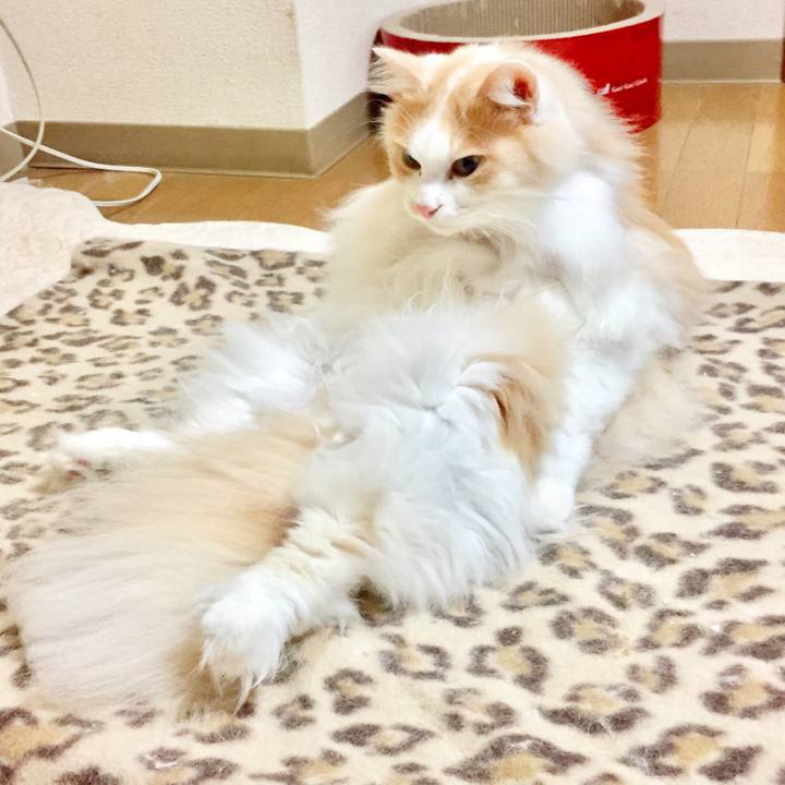 0a588e78 eeed 4eed 87e9 cd4695272512