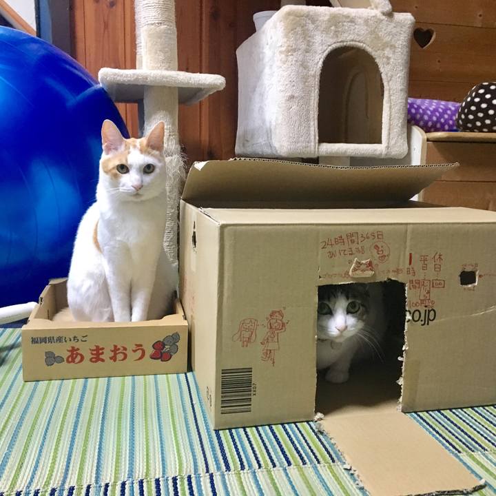 0a598ac1 731d 4952 8944 827520621787