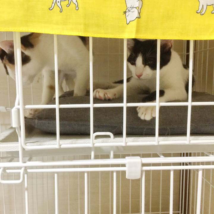 0a5c2aff ff2f 446a a0c8 55d571fc6dcc