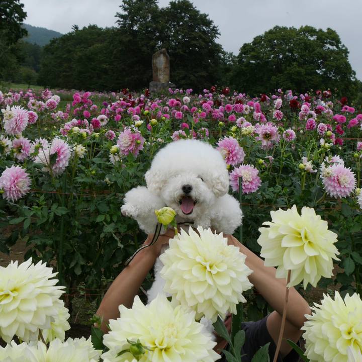 0a62835b 2725 41a8 b25e 0528bc089dde