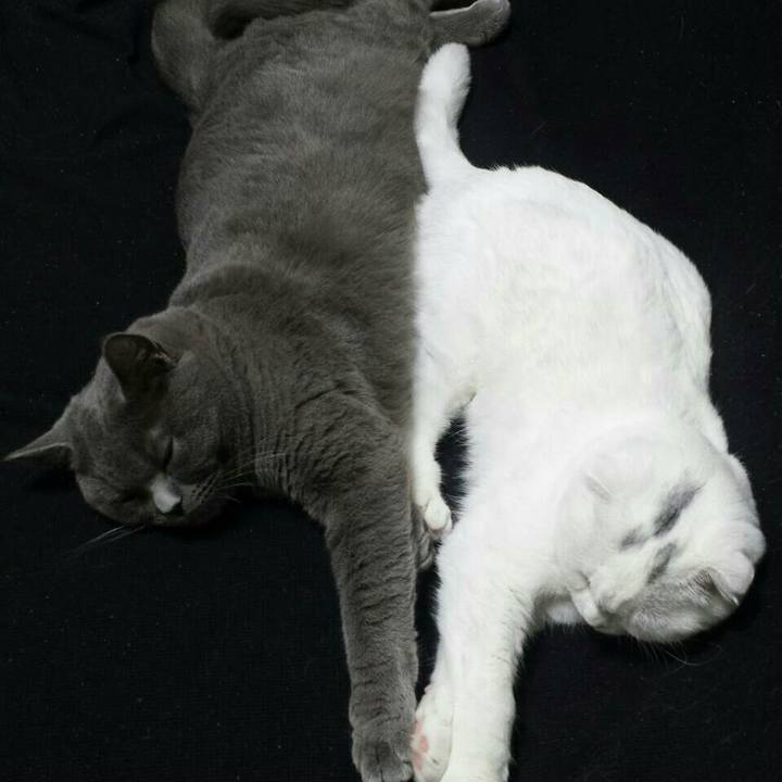 0a6f25be c0f0 497c a92f e530c8a2430f