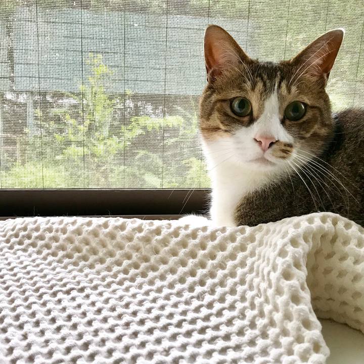 0a76e8d8 c46d 4bb6 8695 37a4cafe1b07