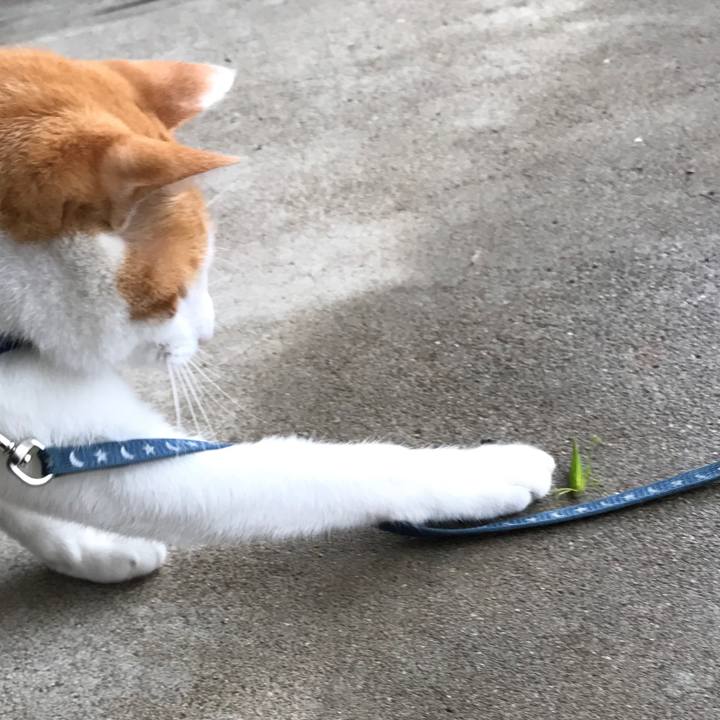 0a7ead4e 0035 42b7 a364 83ca54a5486c