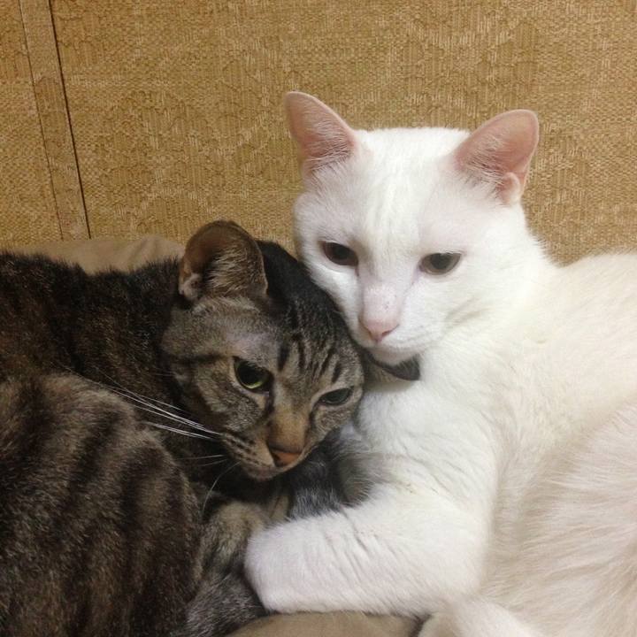 0a8eac36 290d 4c2e b0e7 b1011153a1ff