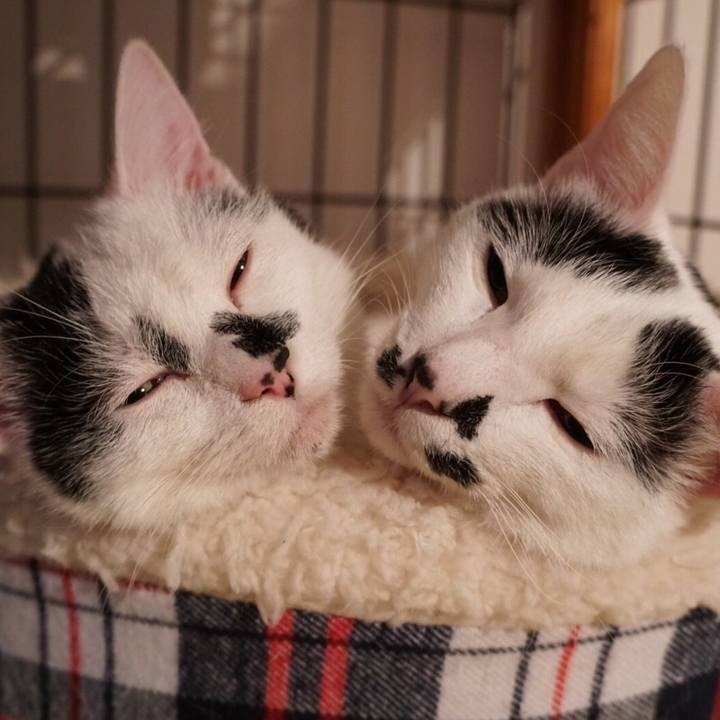 0a8fe38b 7043 4b6d a970 dc52c82fbbd8