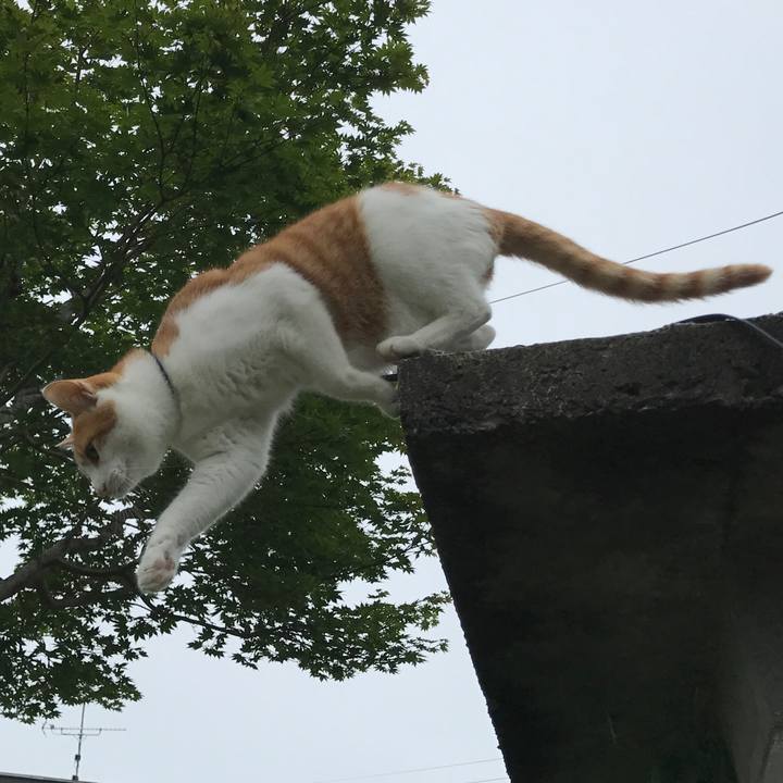 0a982a1b ddf0 4e74 a2c2 93f4db818ce2