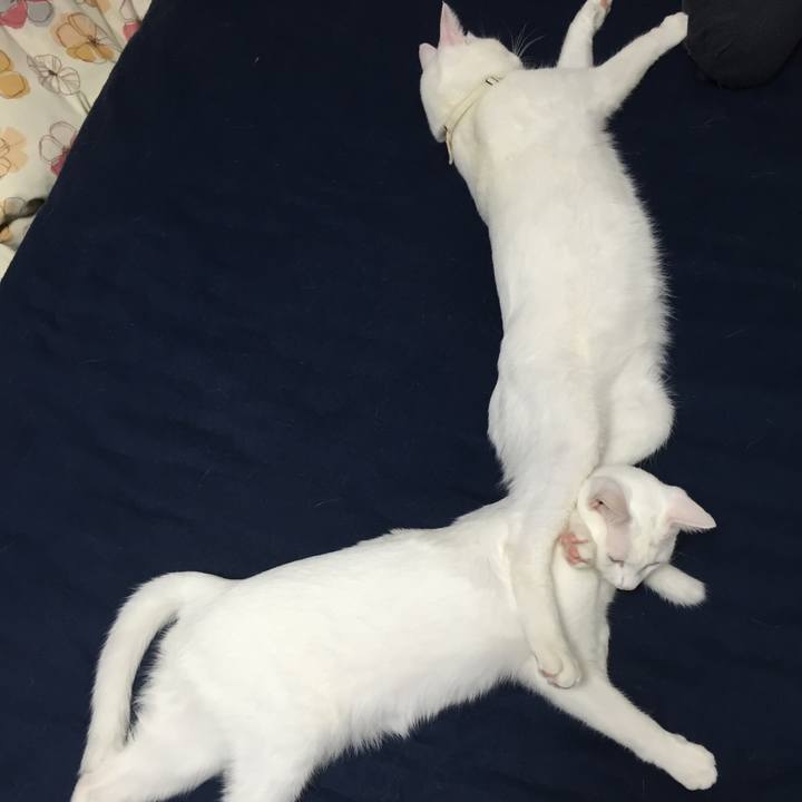 0a9cb70b b513 4270 8c8c 945ca4fc5b40