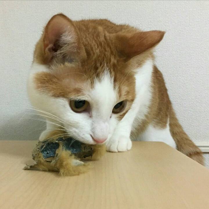 0a9e1ab8 59fd 4695 a863 bad4abd8e17a