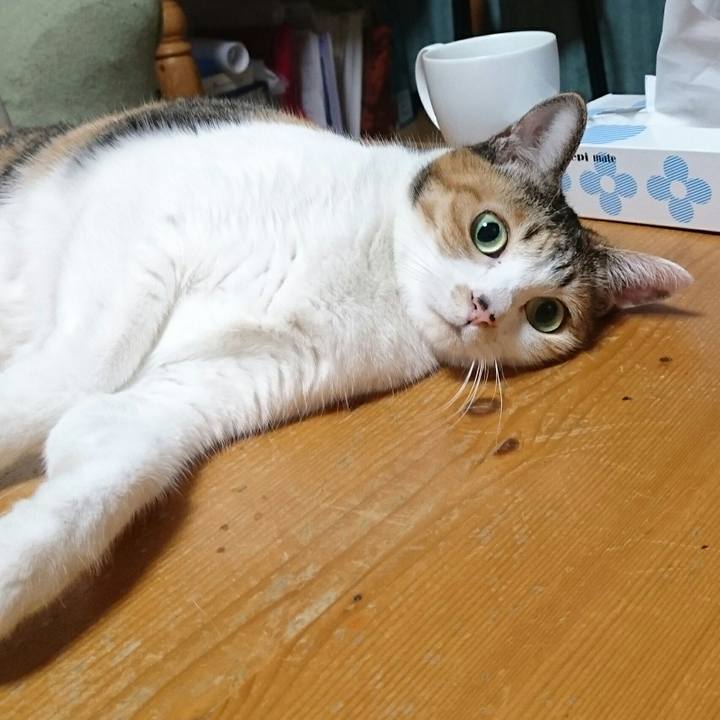 0aa3ca0d 7129 4a4d adea 62a6df9b263e