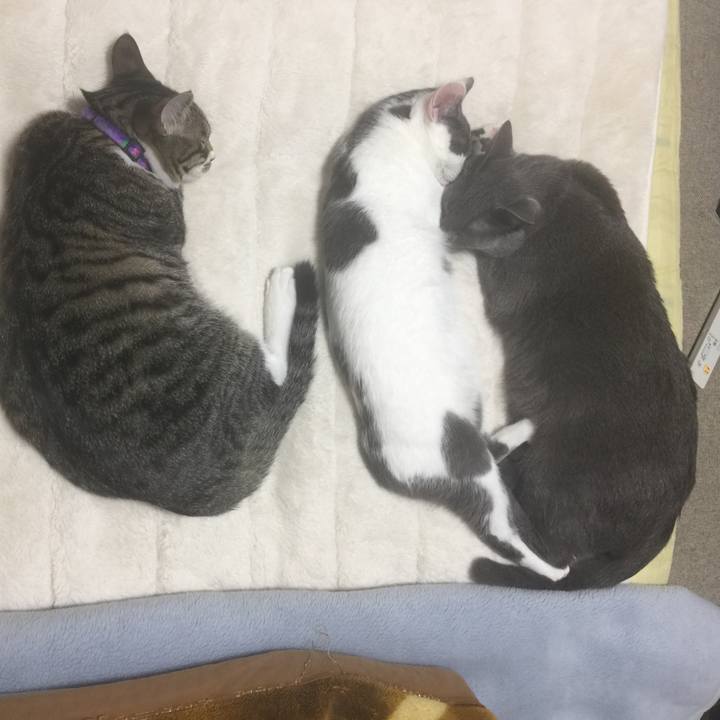 0aaf8f60 f314 4430 bc98 69863bd11cb2