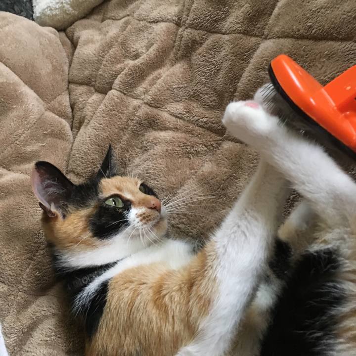 0ab108fb a43b 43ca 9aad 7134c89e1342