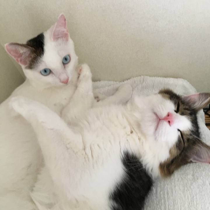 0ad82017 6456 4574 890f 16cd1ee522c5