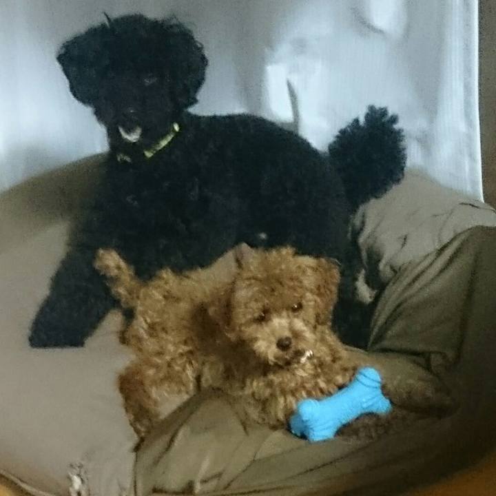 0ad90b92 f984 476c a644 d0eeaf9f3a45