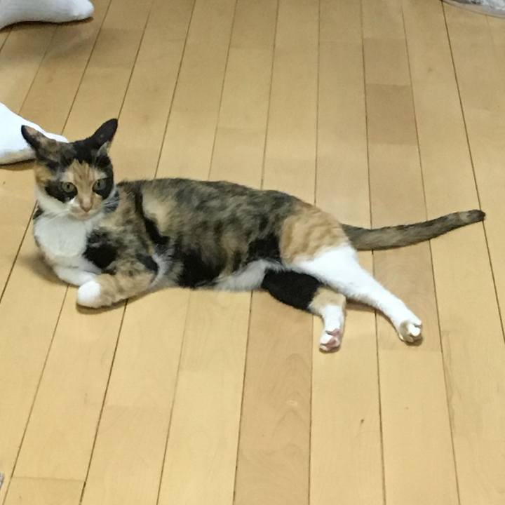 0ae0941f 5032 4bd9 bf33 2245e2723900