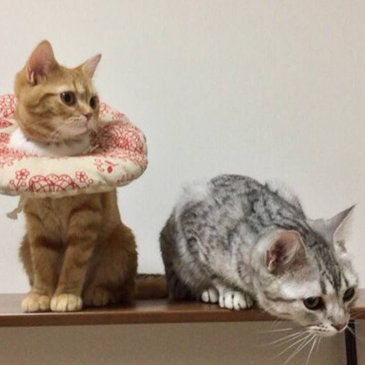 0af4981f 43fd 419a a75d 48690fa32ffa