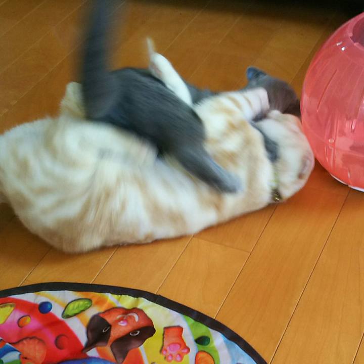 0af5dcdf 2550 4200 9649 21abcd4b4423