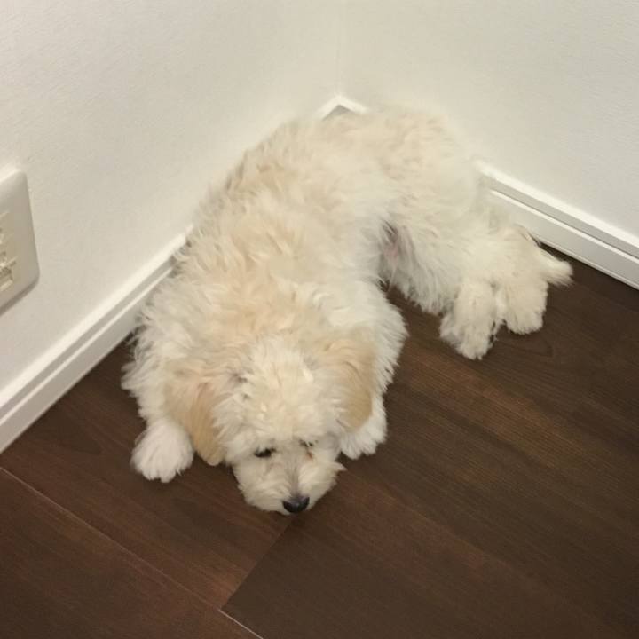 0b000a0e 586d 41d4 854d 6c65d04a431f