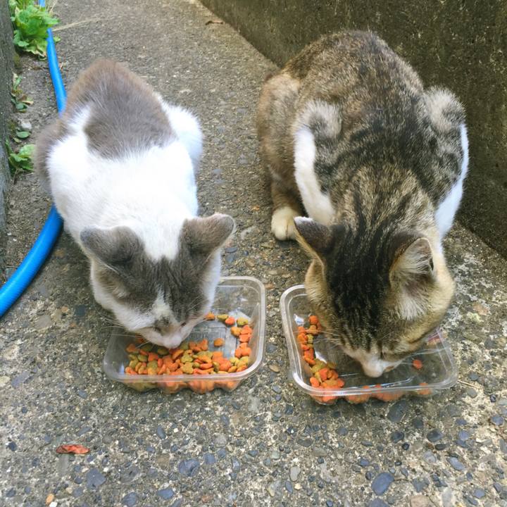 0b0f23fa 00cc 4b38 ba2b 94ce5f23de74