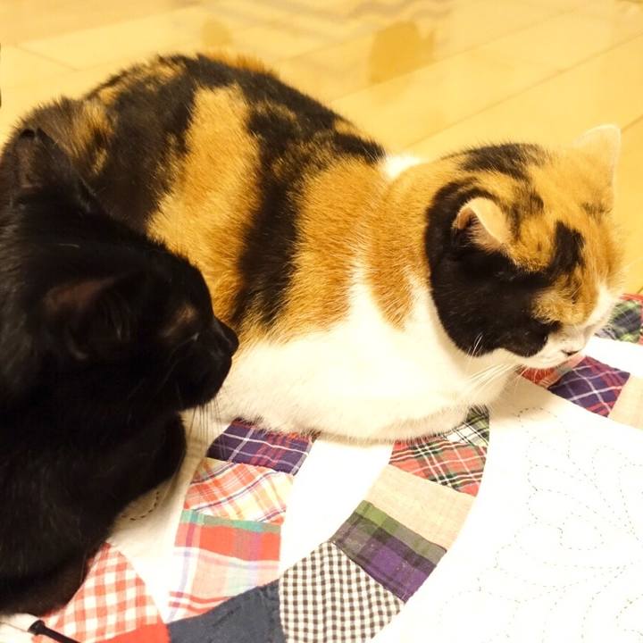 0b15a092 0cab 4655 bbc1 c0e85feadcc4