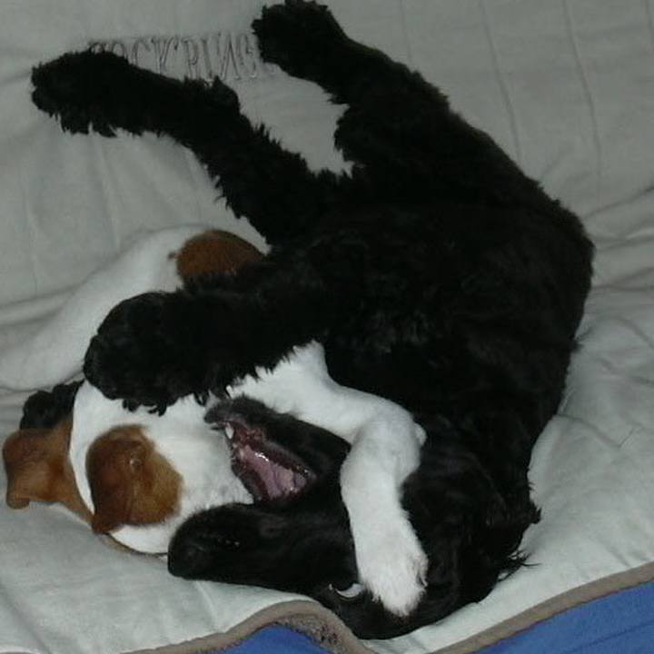 0b1bdae6 18a4 40c9 bcff ceae11d3dce6