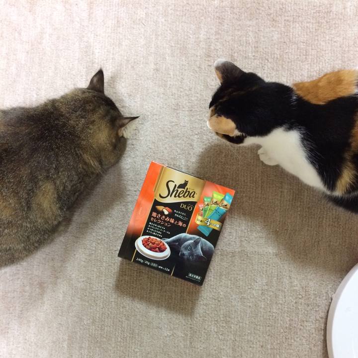 0b2ccba0 0293 4c9b 99f1 1595d376cc0c