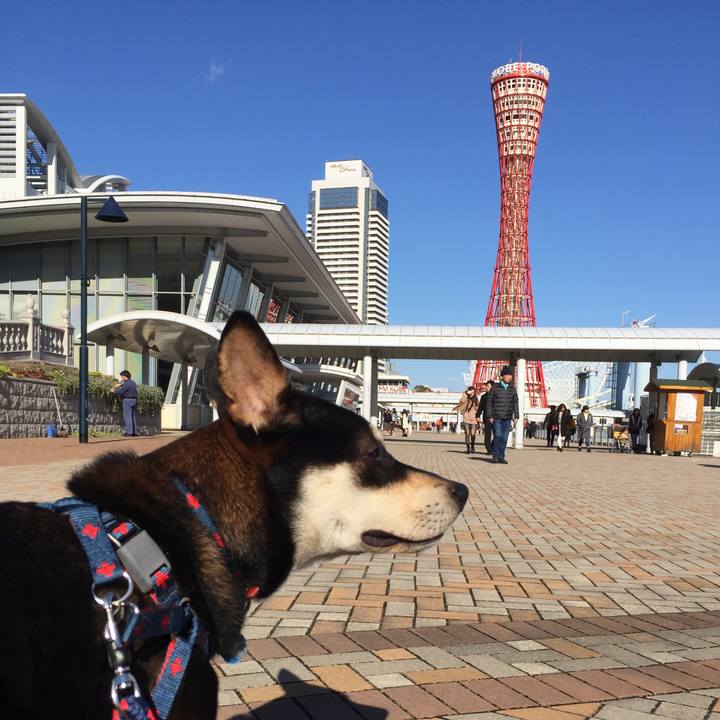 0b2f1a90 a5d4 4acc b04d 1a848083d8d6