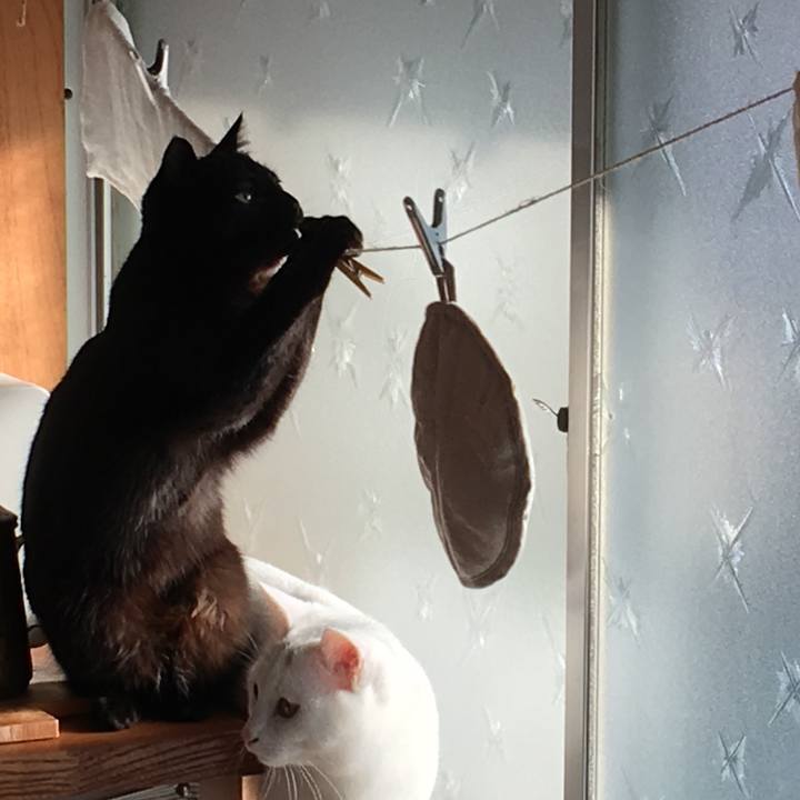 0b47caac 31c1 457c b945 78cef7f842bf