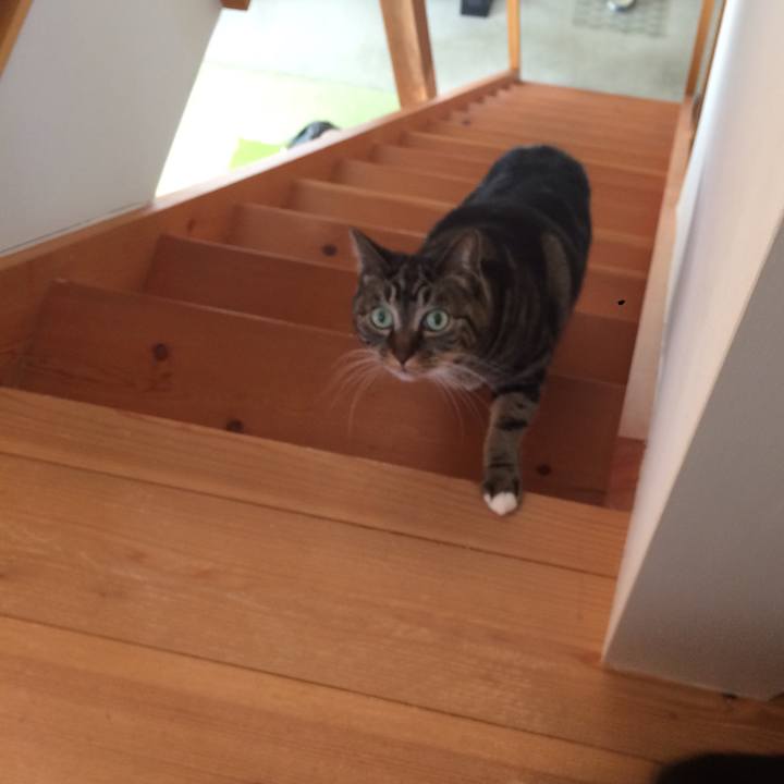 0b4f5038 5354 4e0a 8330 429d1fae03b0