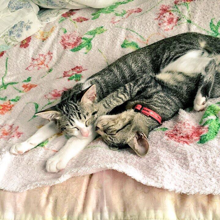 0b6b6bbb 0d0b 40f8 89c0 393d3cd848a6