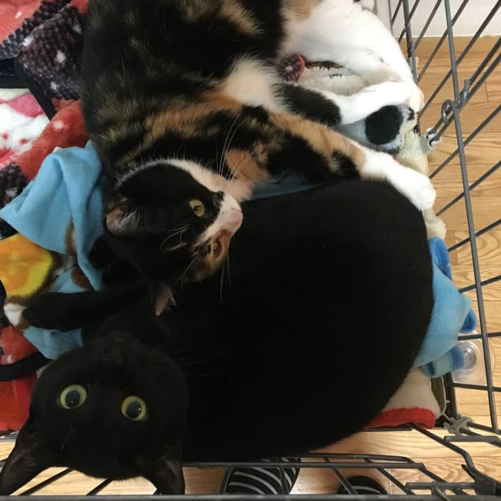 0ba981c1 6b65 4fa5 b79a 69cc4305dc68