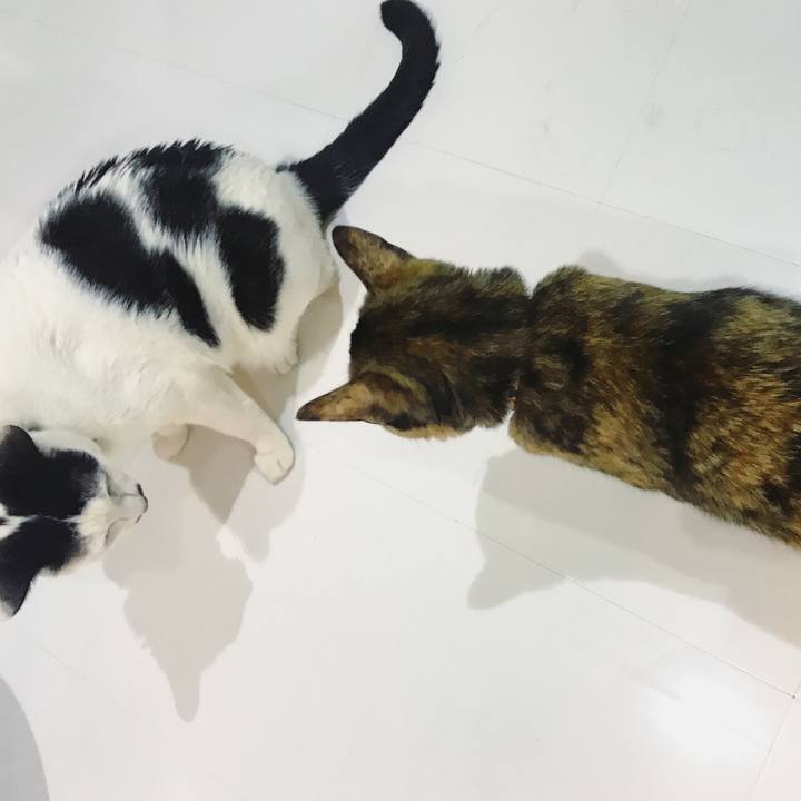 0bac0caa a77f 4ae8 a437 1376e89a2cd1