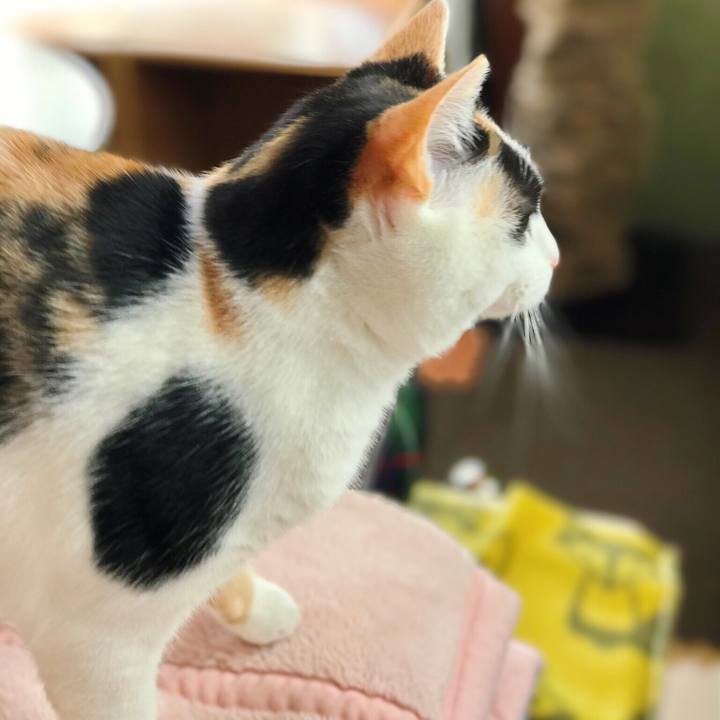 0bae48e8 362b 47e4 bd8a 7f8d4369d4ce