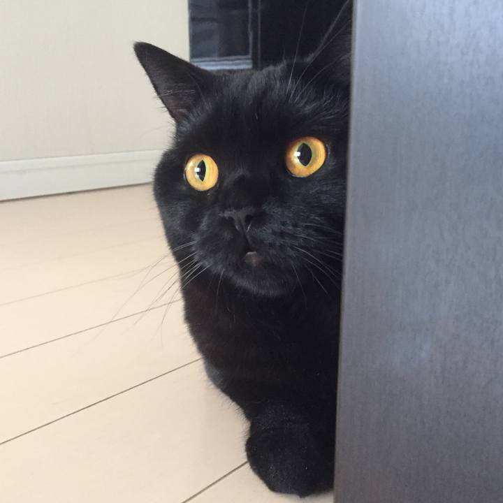 0bba10c0 416c 41de a035 1869612a52d3